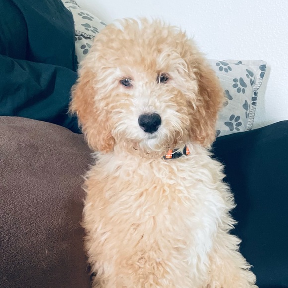 Hi! I’m Holly, a Posh Ambassador II👍🏼❤️ with my GOLD badge 🥇🏆😁 - Picture 3 of 5